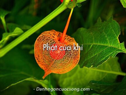 Phật của khỉ