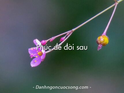 Phúc để đời sau