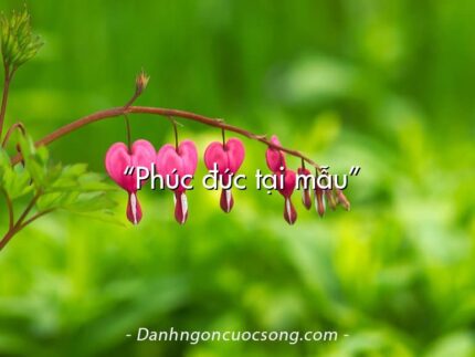  “Phúc đức tại mẫu”