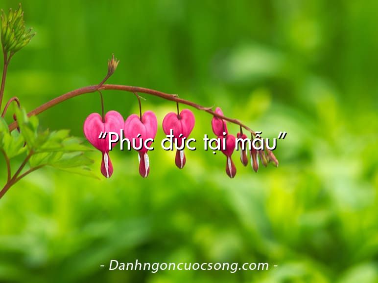 “Phúc đức tại mẫu”