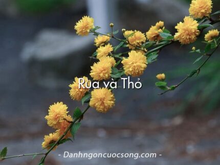 Rùa và Thỏ