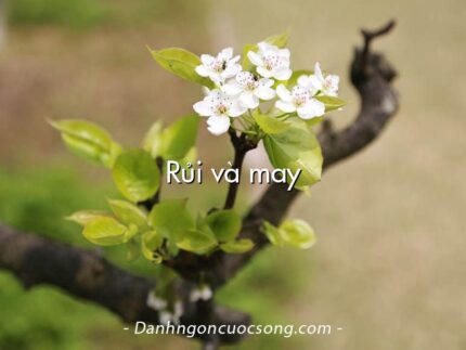 Rủi và may