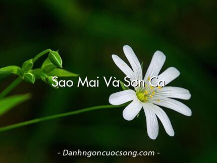 Sao Mai Và Sơn Ca
