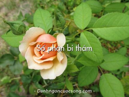 Số phận bi thảm