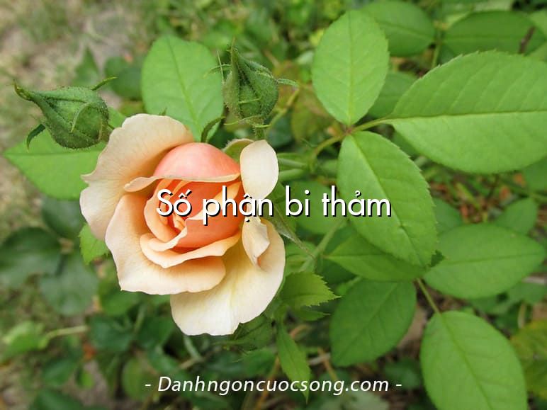 Số phận bi thảm