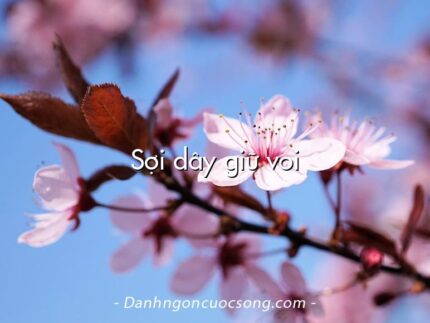 Sợi dây giữ voi