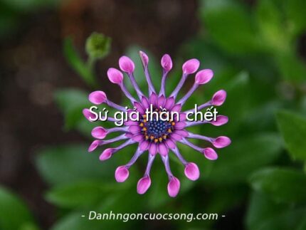 Sứ giả thần chết