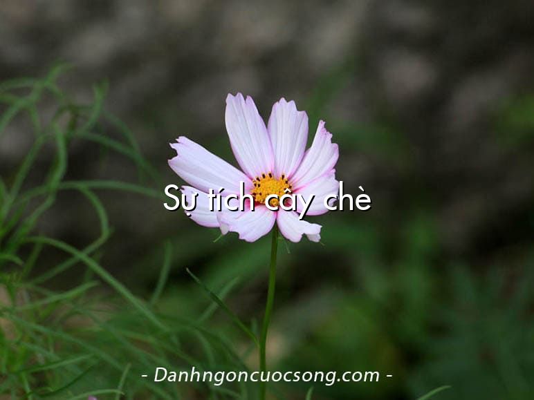 Sự tích cây chè