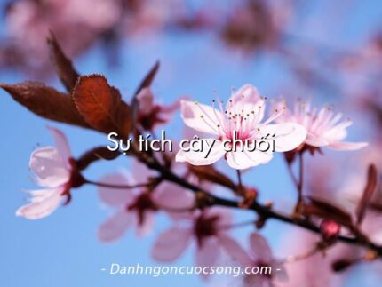 Sự tích cây chuối