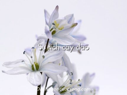 Sự tích cây đào