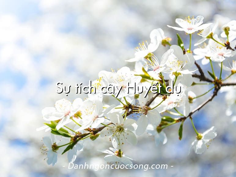 Sự tích cây Huyết dụ