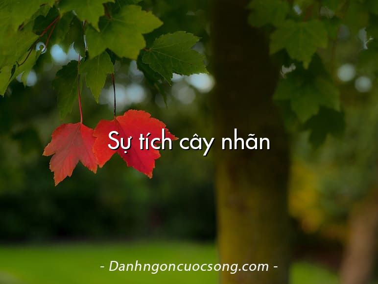 Sự tích cây nhãn