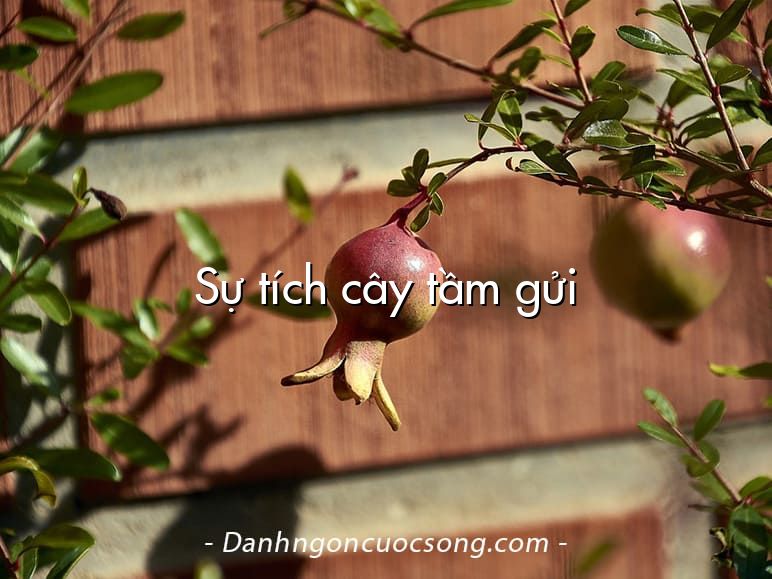 Sự tích cây tầm gửi