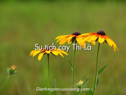 Sự tích cây Thì Là