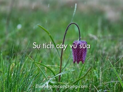 Sự tích cây vú sữa