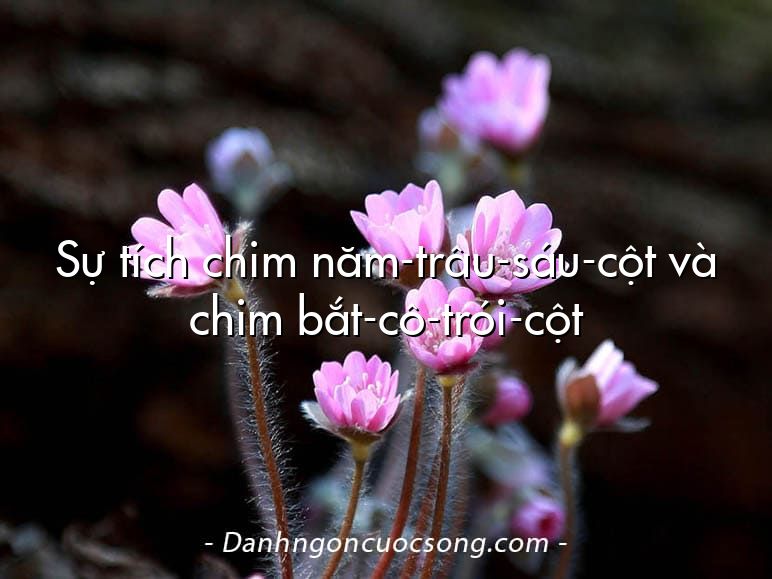 Sự tích chim năm-trâu-sáu-cột và chim bắt-cô-trói-cột