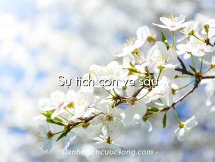 Sự tích con ve sầu