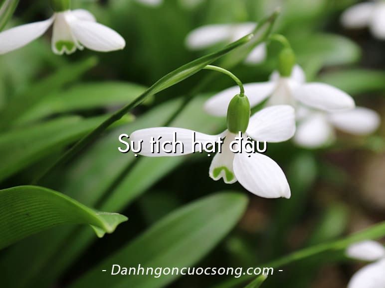 Sự tích hạt đậu