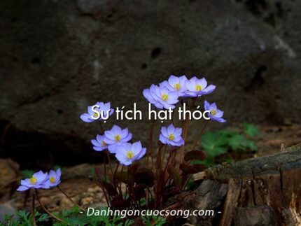 Sự tích hạt thóc