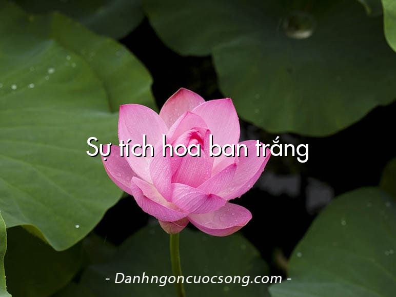 Sự tích hoa ban trắng