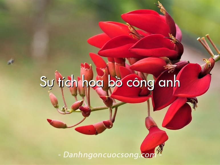 Sự tích hoa bồ công anh