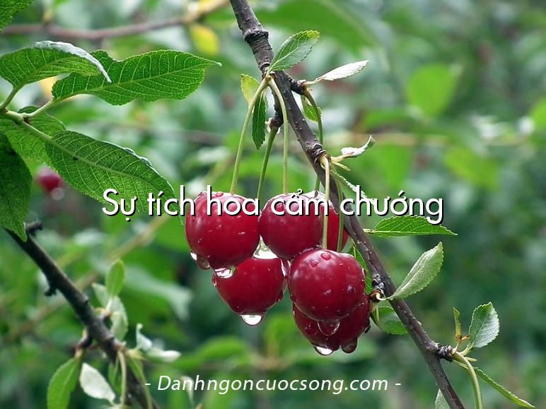 Sự tích hoa cẩm chướng