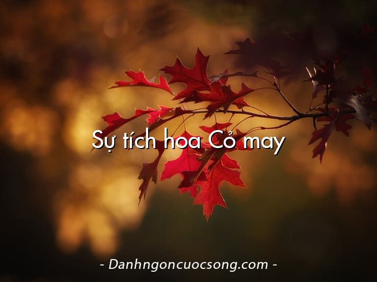 Sự tích hoa Cỏ may