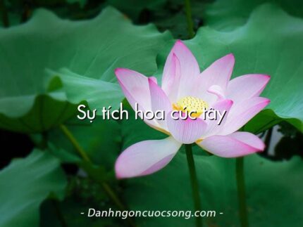 Sự tích hoa cúc tây