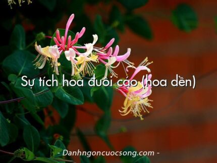 Sự tích hoa đuôi cáo (hoa dền)