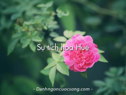 Sự tích hoa Huệ