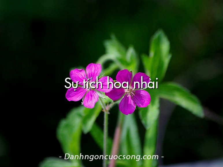 Sự tích hoa nhài