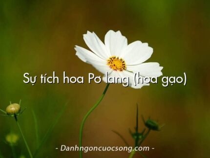 Sự tích hoa Pơ lang (hoa gạo)