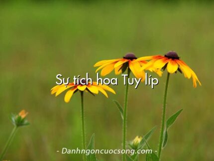 Sự tích hoa Tuy líp