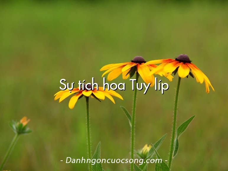 Sự tích hoa Tuy líp