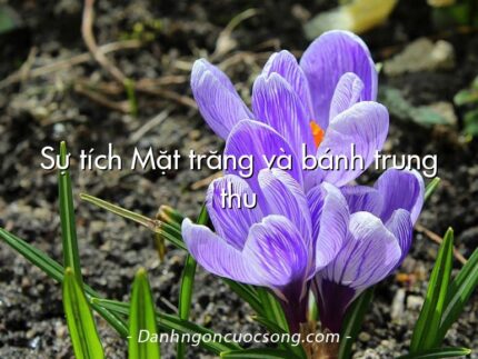 Sự tích Mặt trăng và bánh trung thu