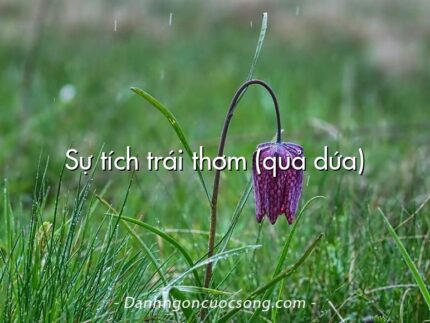 Sự tích trái thơm (quả dứa)