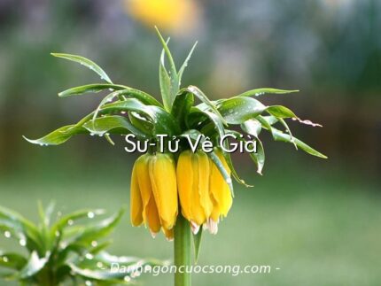 Sư-Tử Về Già