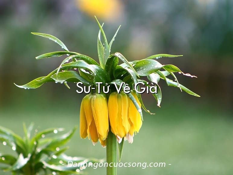 Sư-Tử Về Già