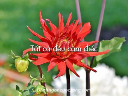 Tất cả đều câm điếc
