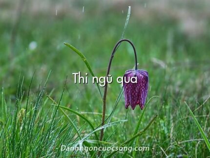 Thi ngũ quả