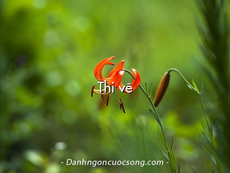Thi vẽ