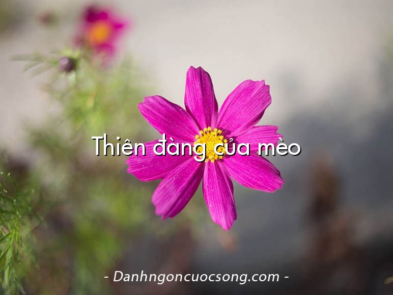 Thiên đàng của mèo