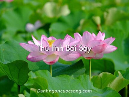 Thủ lĩnh Bãi Sậy