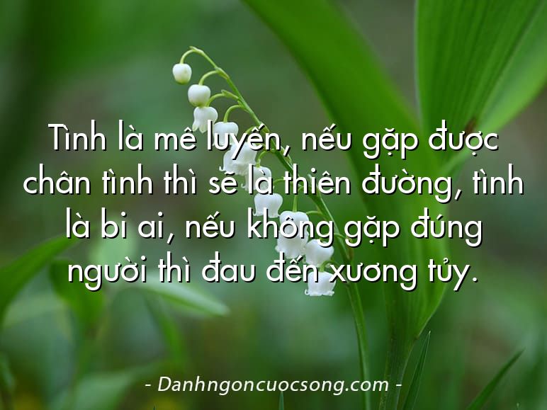 Tình là mê luyến, nếu gặp được chân tình thì sẽ là thiên đường, tình là bi ai, nếu không gặp đúng người thì đau đến xương tủy.