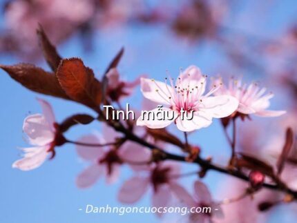 Tình mẫu tử