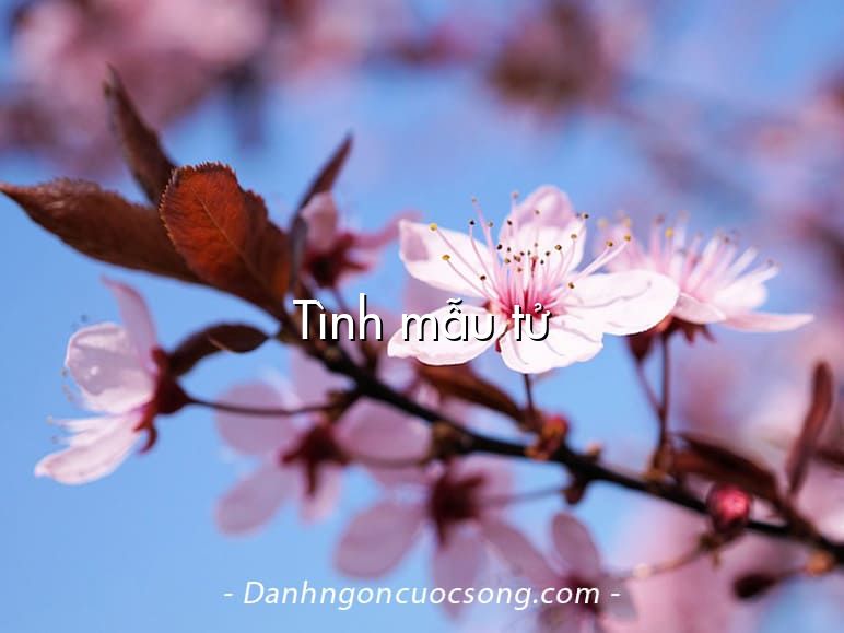 Tình mẫu tử