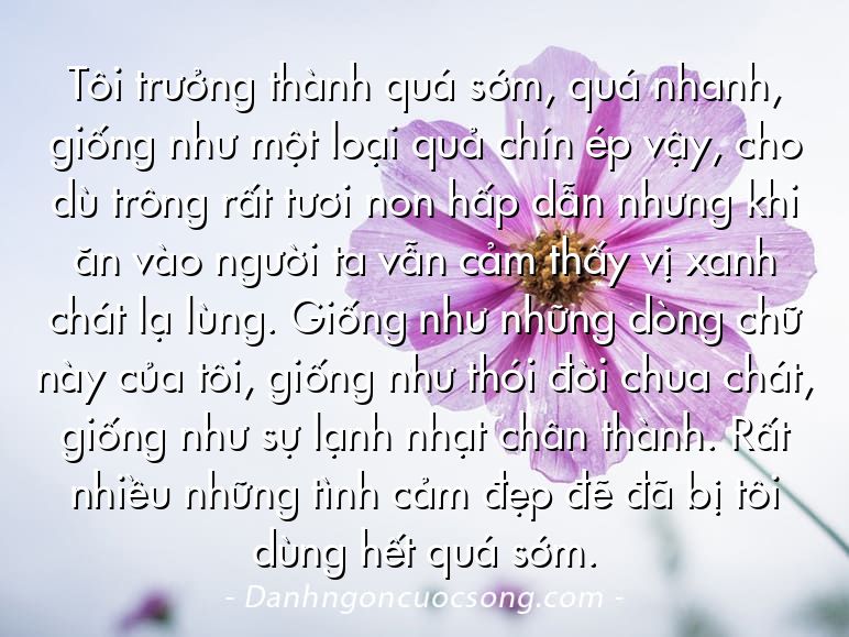 Tôi trưởng thành quá sớm, quá nhanh, giống như một loại quả chín ép vậy, cho dù trông rất tươi non hấp dẫn nhưng khi ăn vào người ta vẫn cảm thấy vị xanh chát lạ lùng. Giống như những dòng chữ này của tôi, giống như thói đời chua chát, giống như sự lạnh nhạt chân thành. Rất nhiều những tình cảm đẹp đẽ đã bị tôi dùng hết quá sớm.