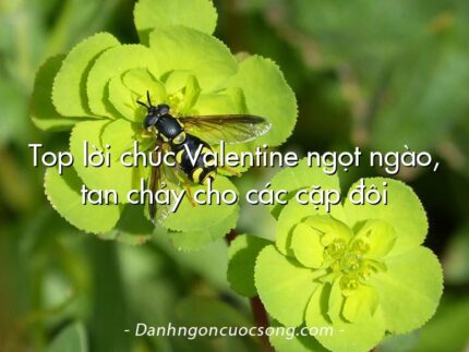 Top lời chúc Valentine ngọt ngào, tan chảy cho các cặp đôi