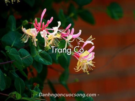 Trạng Cờ