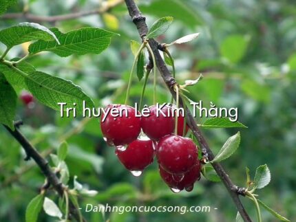 Tri huyện Lê Kim Thằng